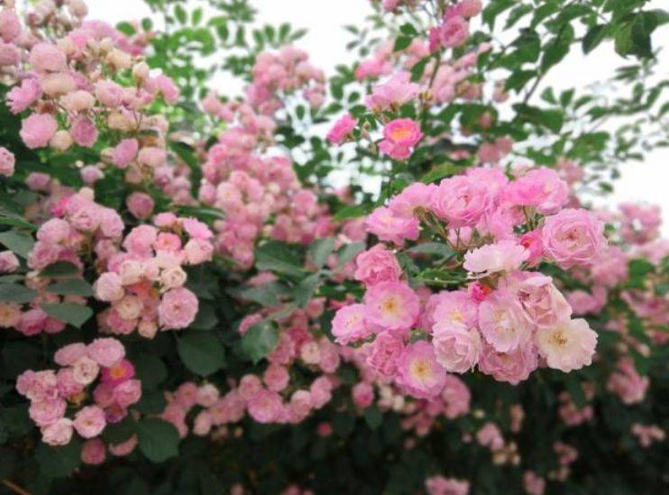 4种女神花 名字好听 花更美 养上一盆四季欣赏 好养活还不贵 开花