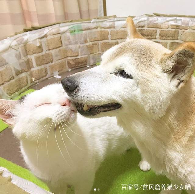 猫咪全天24小时照顾老年痴呆症的狗,彼此依赖扶持可爱又令人感动