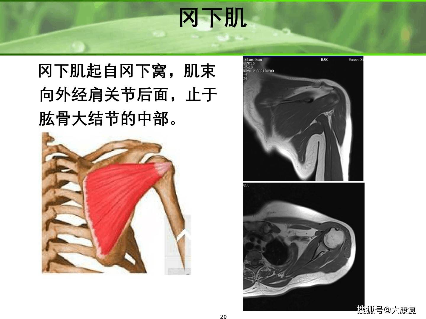 肩關節解剖