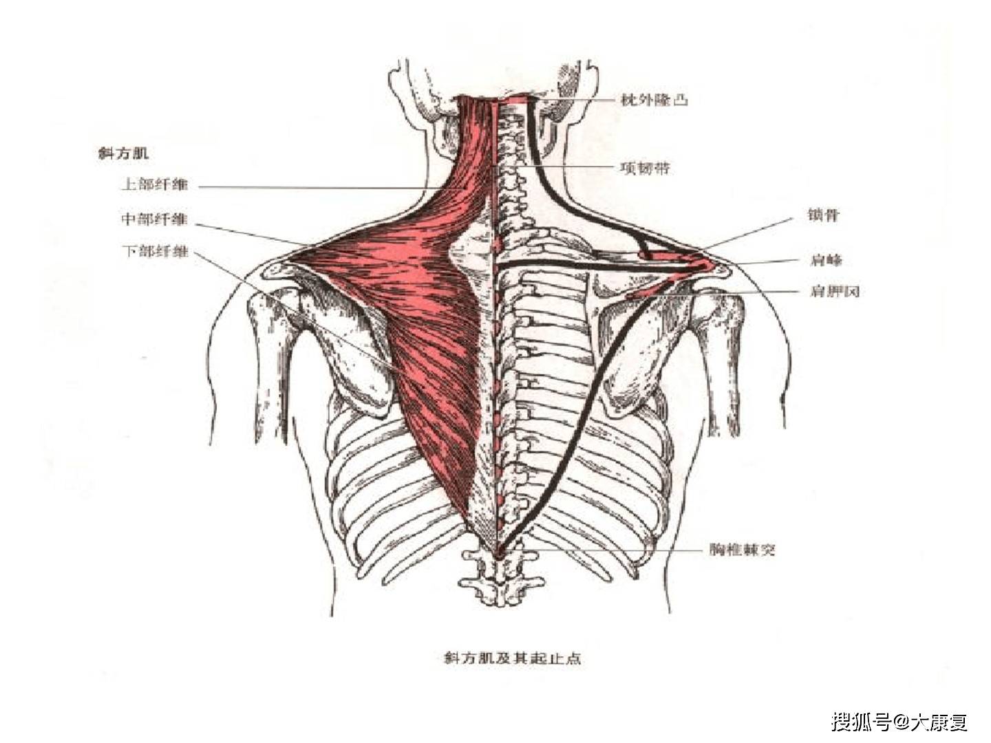 肩關節解剖及疾病診治