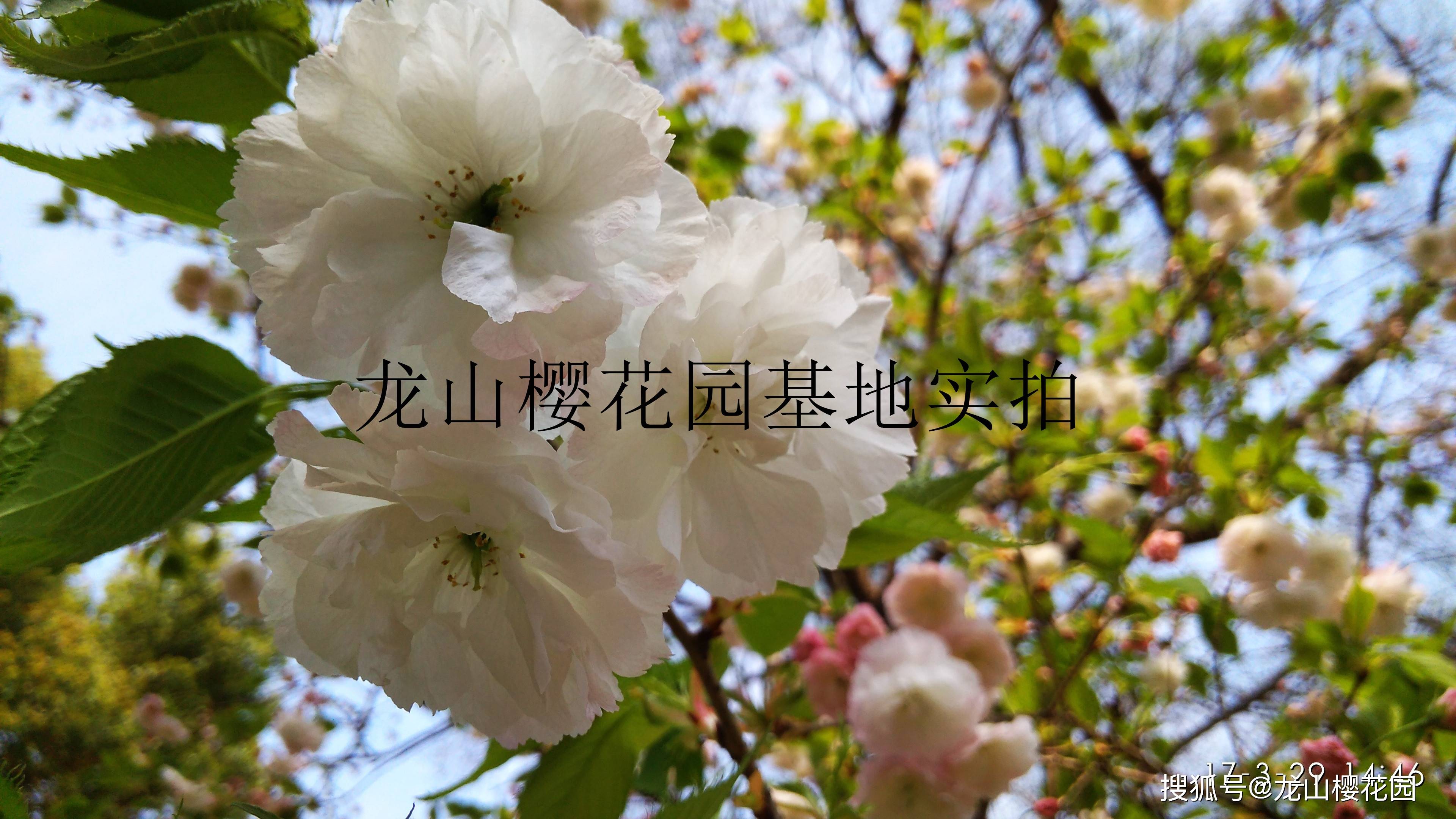 注:一叶和松月高度相似,真正见过一叶的人并不多