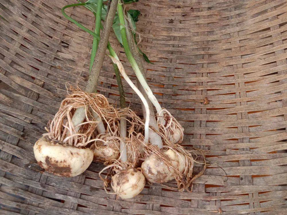 东北药材山芋头种植图片