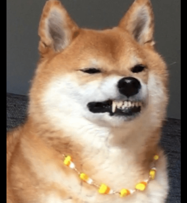 猫龇牙笑的表情包图片