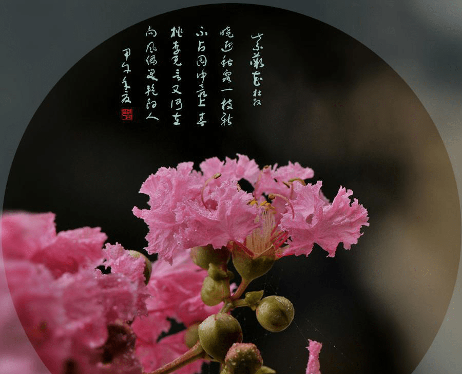 杜牧紫薇花图片