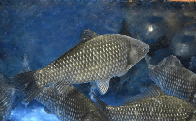 原创如果在山上挖一个池塘不放鱼里面会慢慢有鱼吗