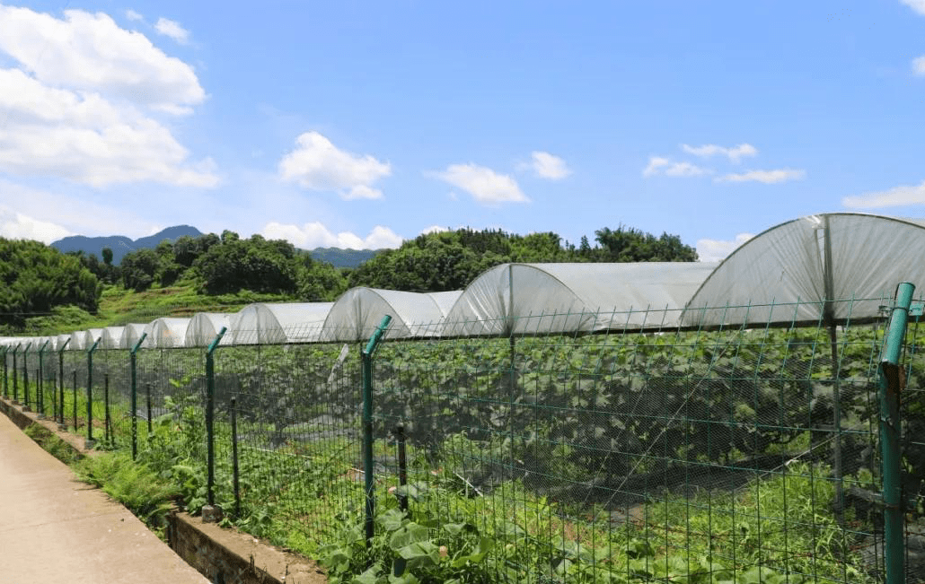 【创建天府旅游名县】小伙伴们 ，今年一起去四川兴文摘葡萄吧