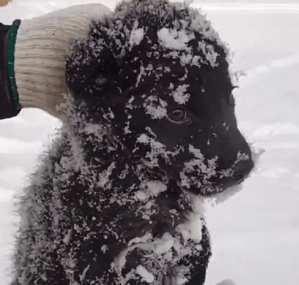 冰天雪地里发现1只小狗,被冻得瑟瑟发抖,却始终不愿意离开这里