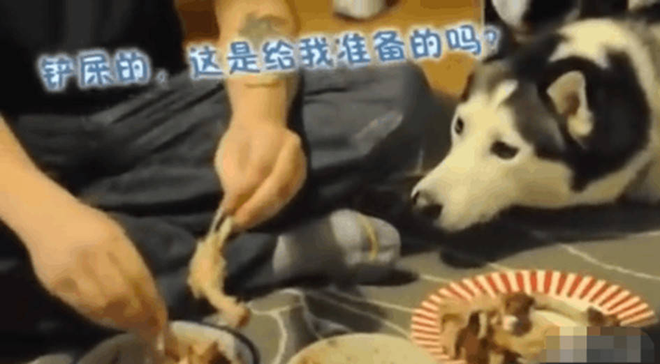 主人獨享美味雞爪，貪吃二哈竟做出這舉動，網友看了直呼戳心 萌趣萌寵 第1张