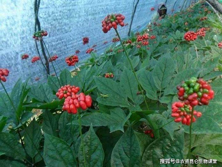 中药材人参壮根根茎块膨大用啥?人参用什么叶面肥?