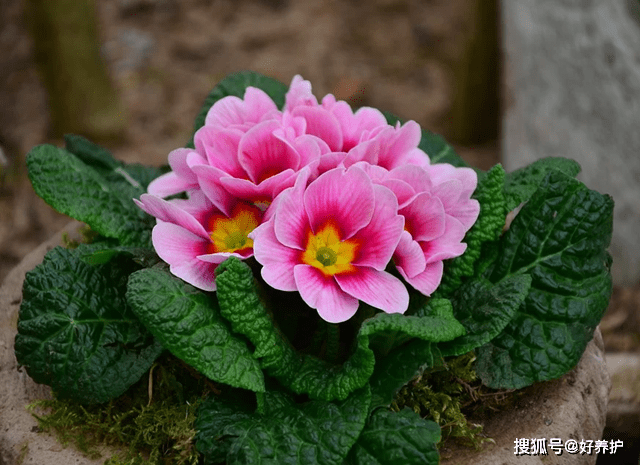 这10种花 二月正盛开 21年的开运花 开花