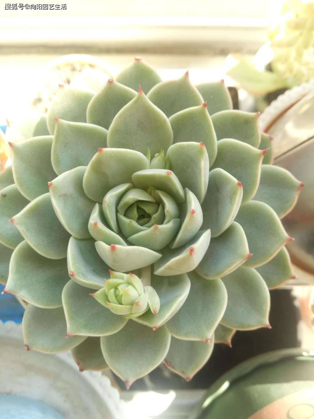 多肉怎样才变色 3e59341cc753443e94f48b8d9b8d53b6.jpeg