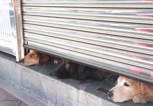 主人出门取快递,三只汪从门缝探出头,表情超哀怨