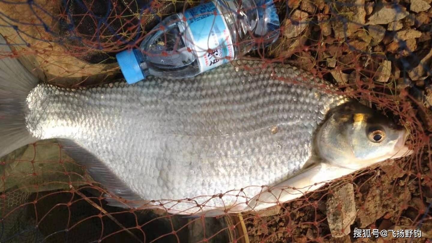 鯿魚肉味肥美,深受釣魚