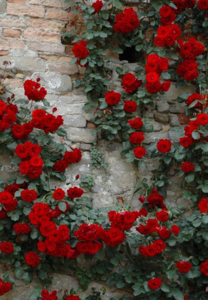 这个春天，我想去科尔马种一面花墙，在岁月里惊艳了时光