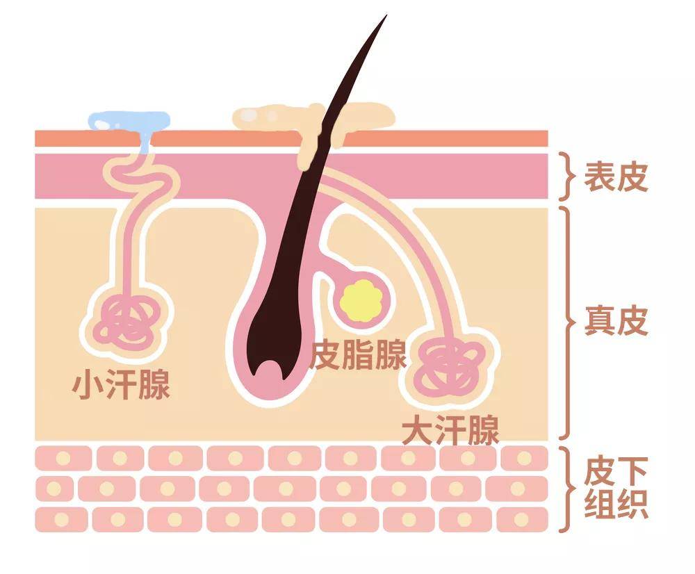 大汗腺也叫顶泌汗腺,它是人体的一个正常结构.没错,就是它.