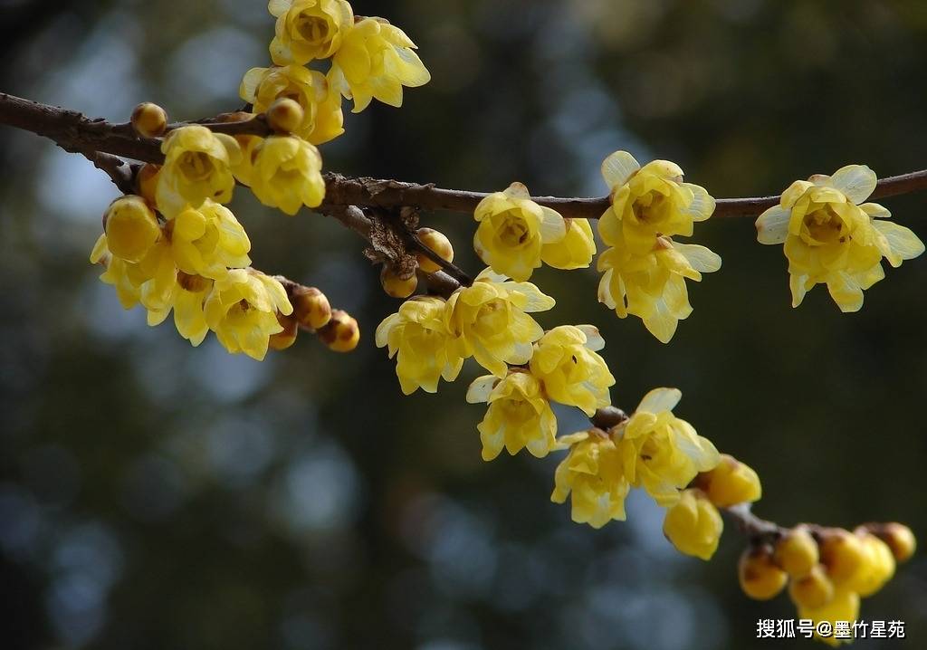 墨竹分享国学经典大学6