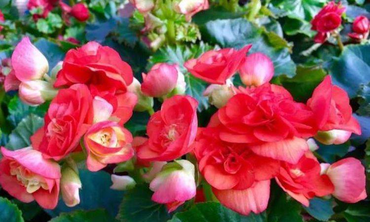 什么花好种又多开花 317e8b58b5084c61b13a2f9e48139d18.jpeg