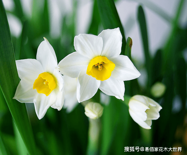 立春 春暖花开 什么花会开满枝头 开花