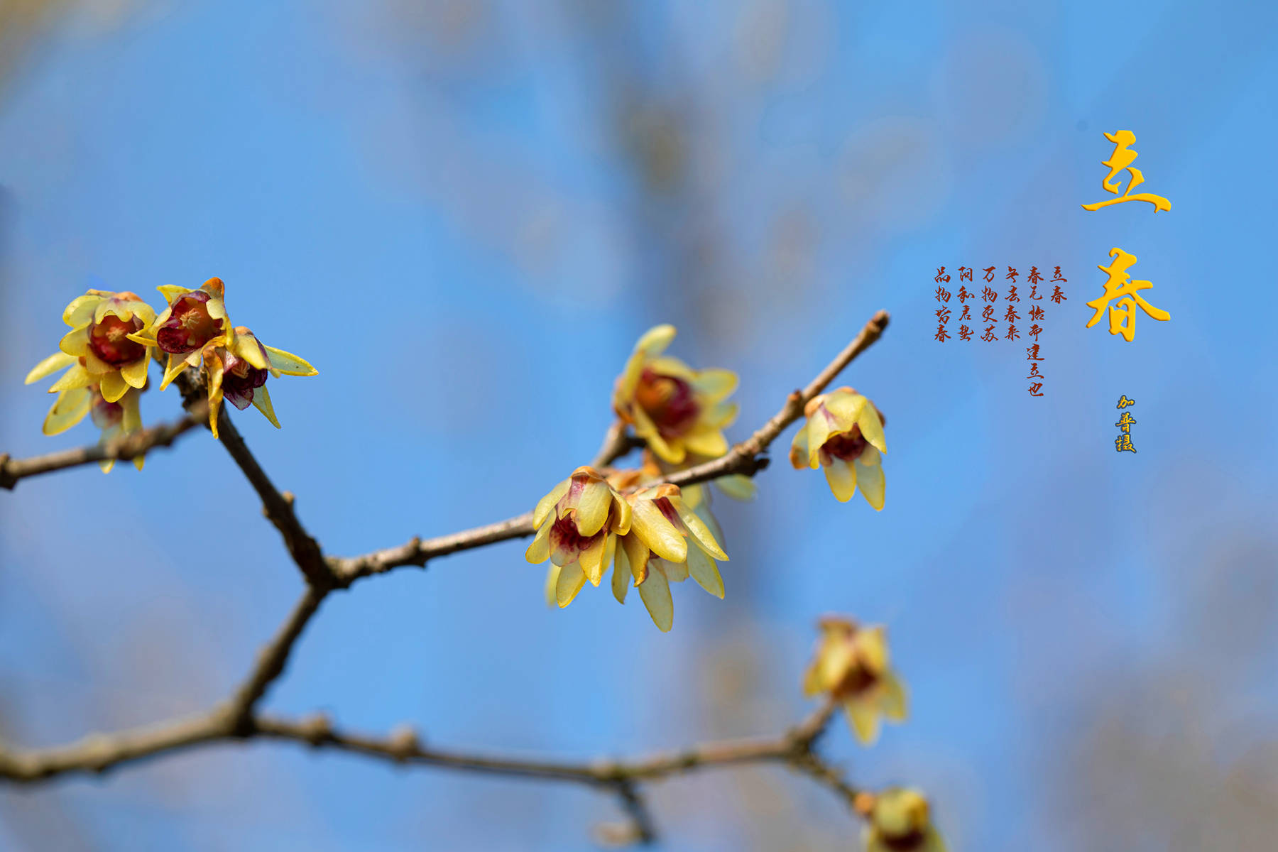 今日立春，9张图告诉你，广元的春天在摄影师眼中有多美