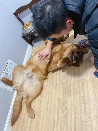 大金毛躺地求摸摸,铲屎官却被吓到:丑到不敢认!