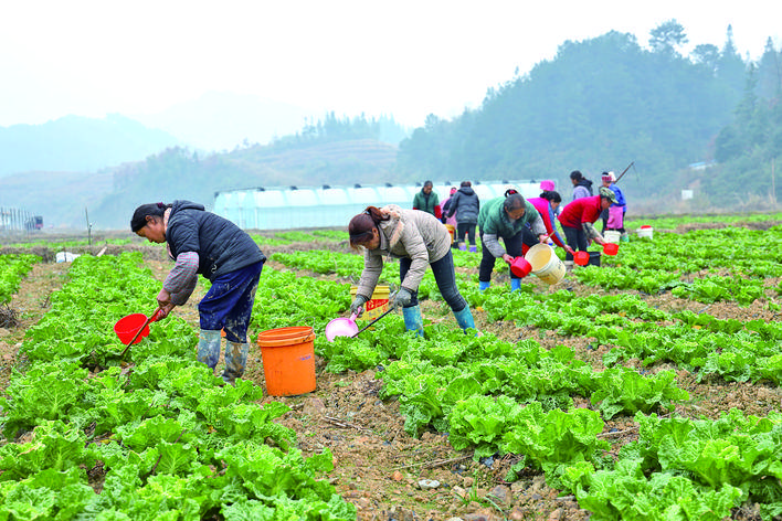 图为坝区务工群众正在给白菜浇水 (通讯员 杨健 摄)