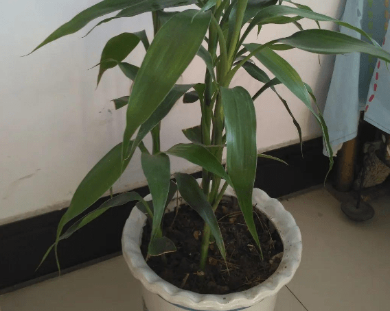 龟背竹水培几天长出根须 ac0558deaec94923834eeeb6a7c73307.png