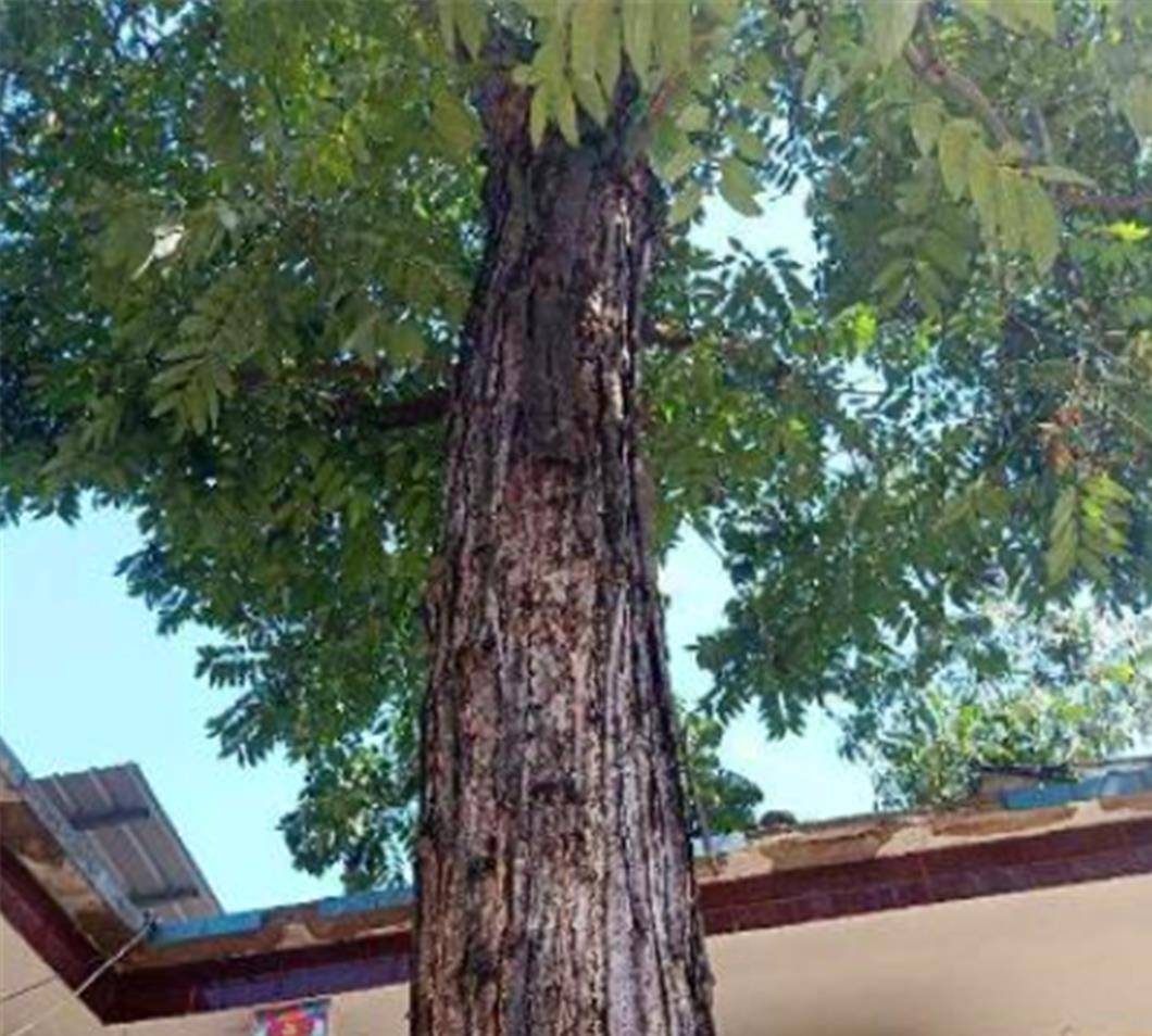 香椿树过房的确不是好事,给采摘也带来很多麻烦不说,如果靠近房屋太近