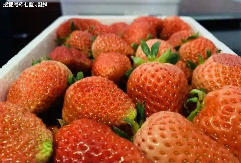 七里河区农户科学种植让草莓又红又火亚新体育(图4)