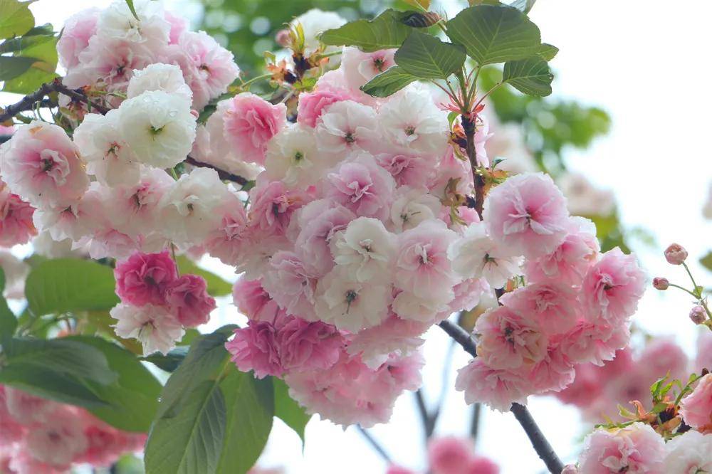 【广州科普游VR全景展厅】中国樱花盛放绘就美丽中国画卷
