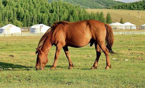 生肖马好运降临,将有三大喜事临门,属马人来接喜接福了
