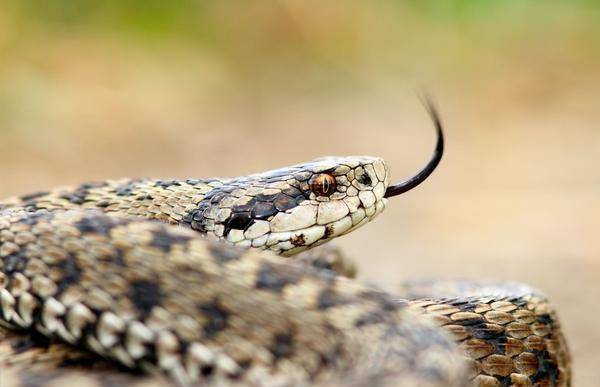 成语农什么蛇_成语故事图片(2)