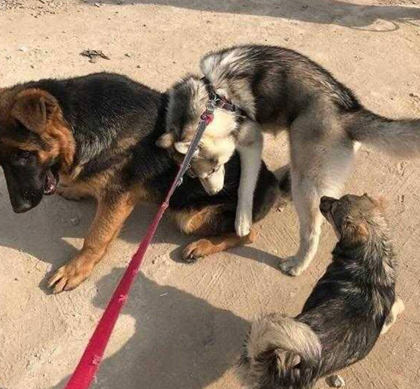 二哈和牧羊犬偶遇，開啟亮眼打招呼方式，主人笑得直不起腰 萌趣萌寵 第5张