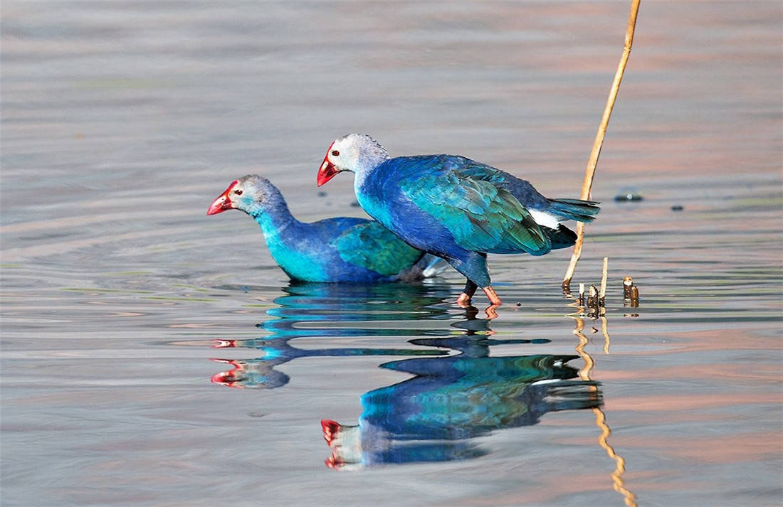 大理剑湖出现成群紫水鸡，不仅是除虫小能手，还能用脚趾操纵食物