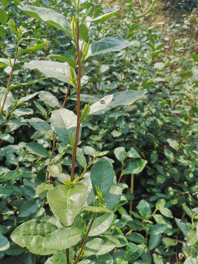 今天,"浙江第一早"永嘉乌牛早茶开采了!