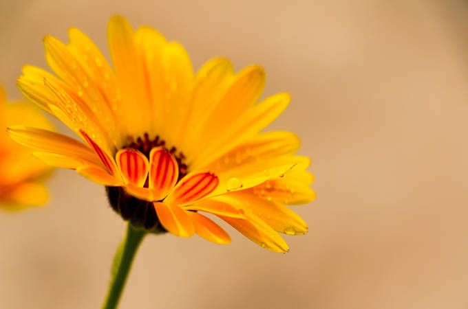 金盏菊的栽培养护 作用用途以及花语 惜别 开花