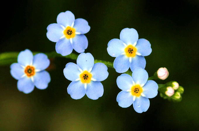 勿忘我的功效和作用以及相关寓意请想念我