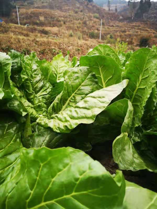 原创农村小伙种植牛皮菜遍地绿油油看着就好吃