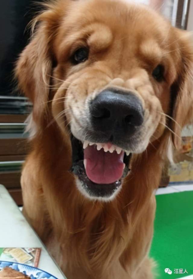 大金毛参加伙伴的生日趴体,伙伴一脸懵逼:你特么真吓人!