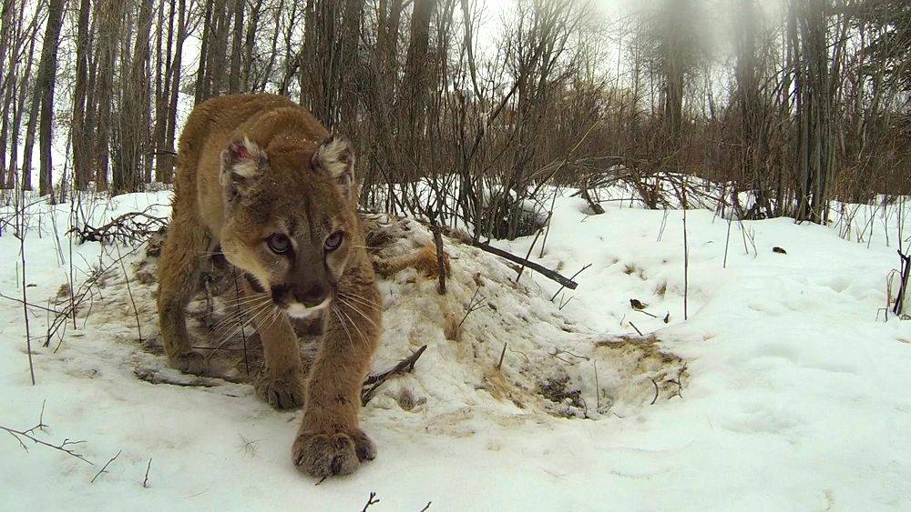 狼如何影响美洲狮?15年下降48%,美洲狮被狼用两种方式压制