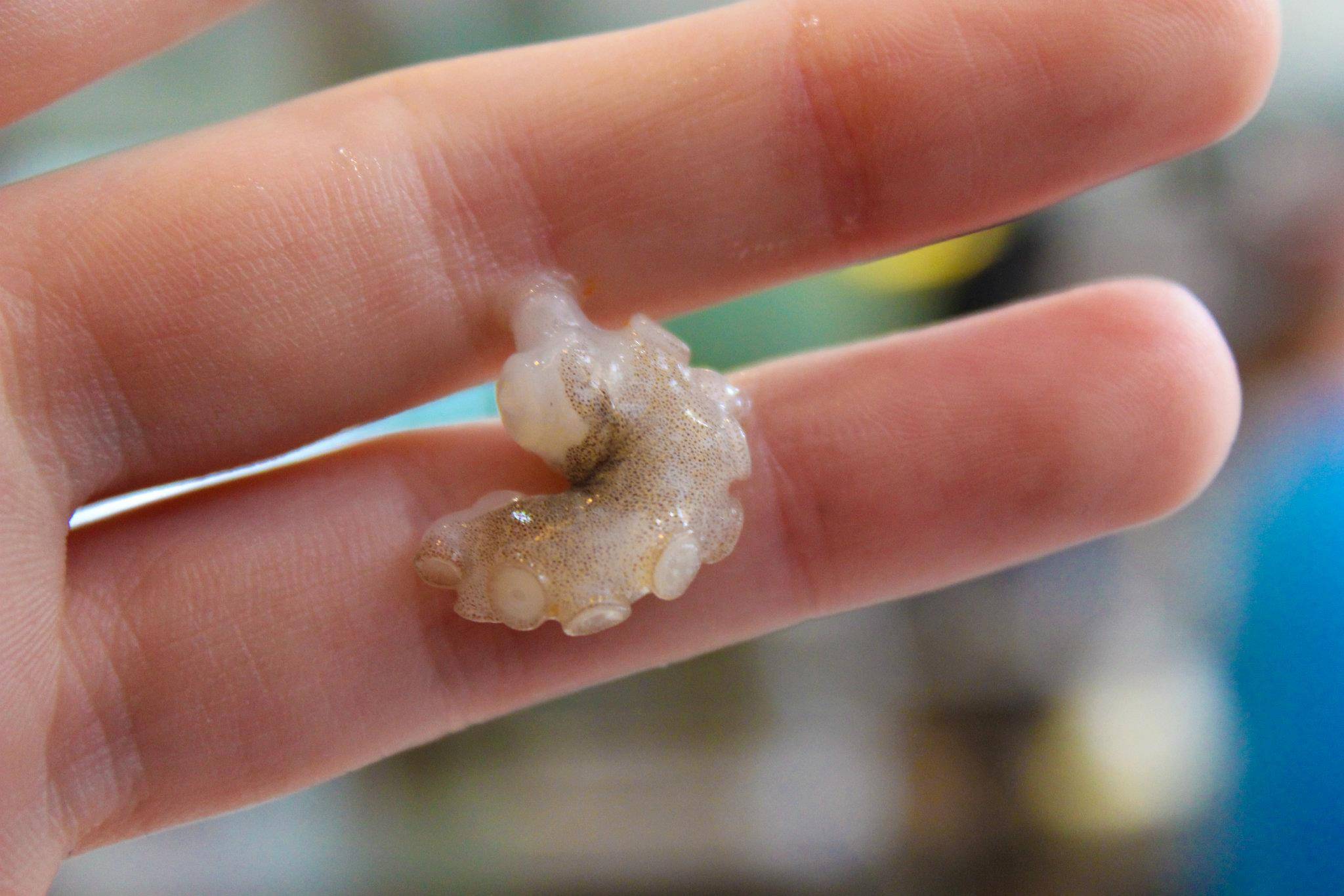 原创比广东人更敢吃的韩国人生吞章鱼太彪悍在下告辞