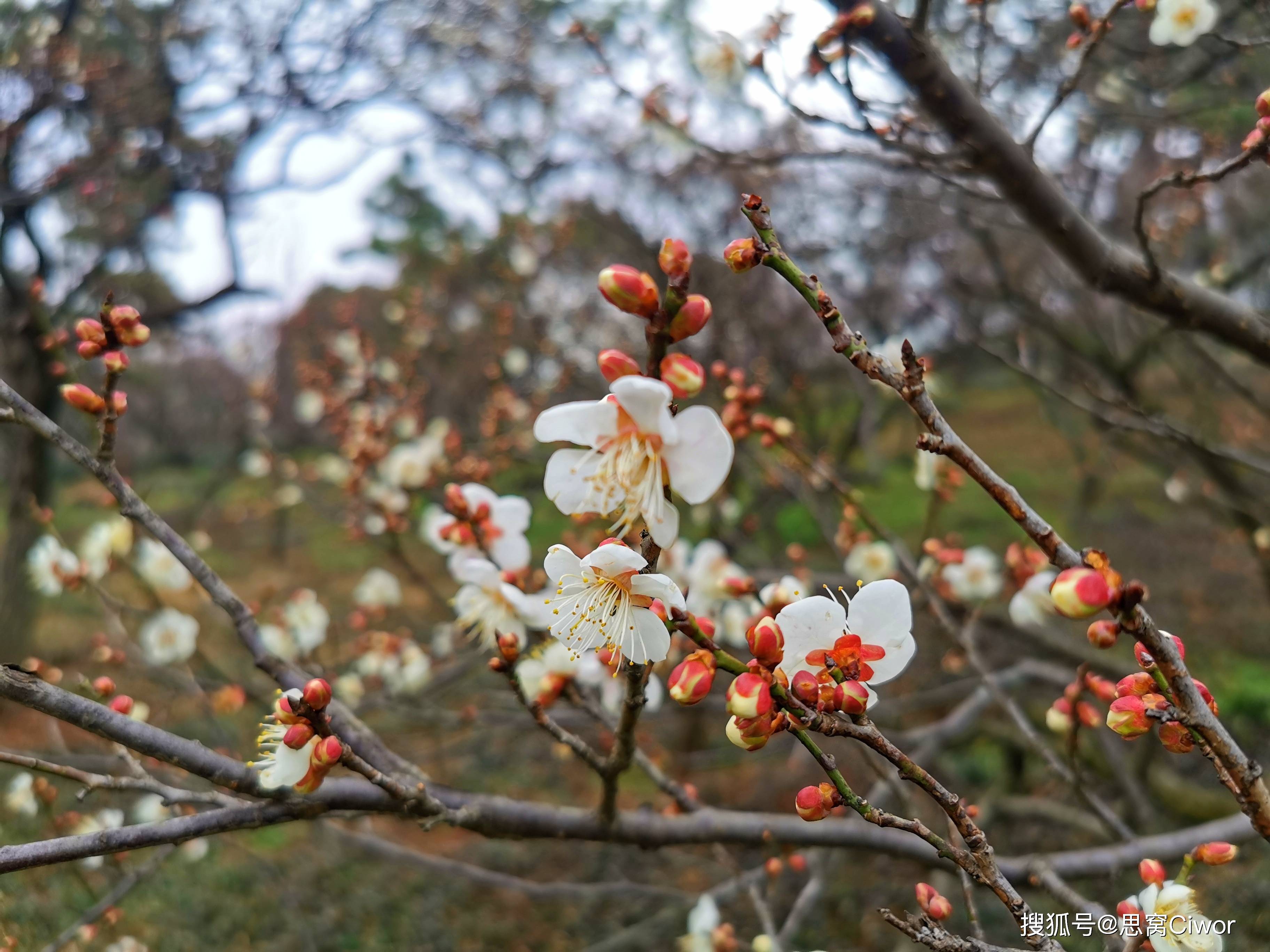 思窝爱旅行的涛哥：钟山风景名胜区梅花山中国南京国际梅花节