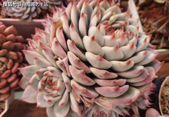 多肉怎么叶插备好花土 c563671f016c4396af90a5e759150191.jpeg