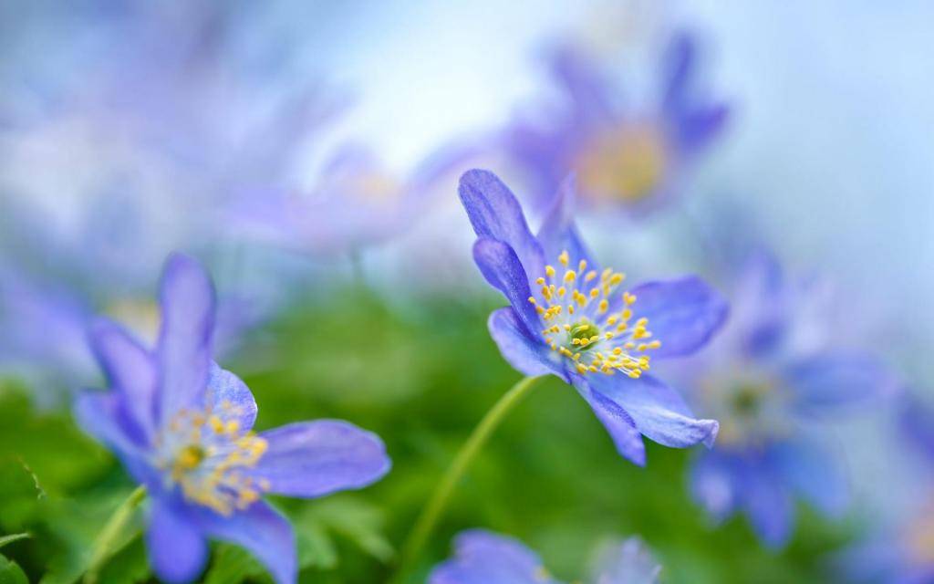 盛开前程美好打一成语疯狂猜成语_一的成语疯狂猜成语图(3)