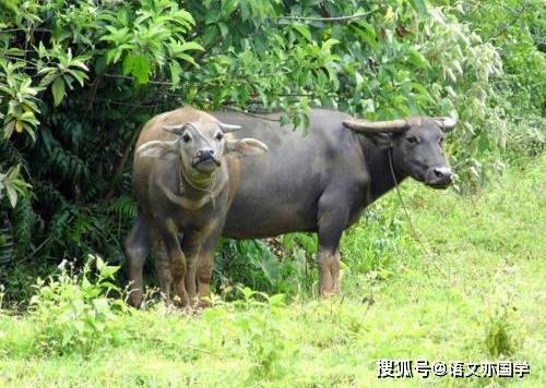 对牛弹琴,汗牛充栋,蹊田夺牛,牛鼎烹鸡,如牛负重,蜗行牛步,牛溲马勃