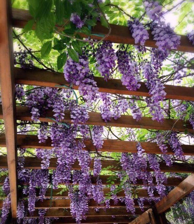紫藤开花是紫色,非常的富贵吉祥,它是十分容易繁殖和种植的,如果庭院
