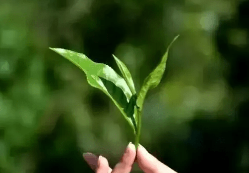 你有喝過武夷山大紅袍嗎有深刻的理解過大紅袍嗎