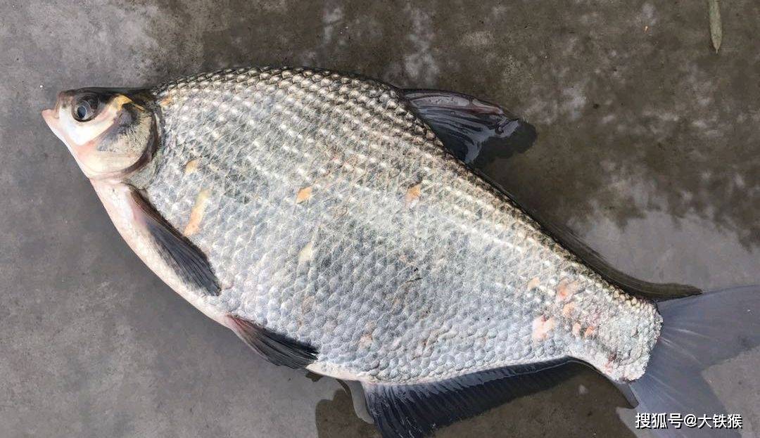 原创东北人的美味三花五罗十八子你知道这些都是什么鱼吗一