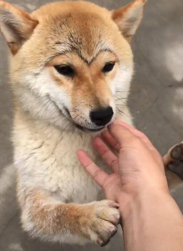 柴犬变成一只猴子,主人爱不释手,耍起萌来变乖宝!_狗狗