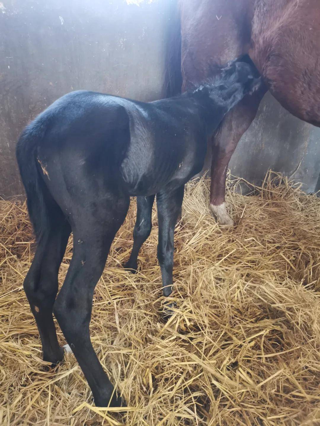 大陆马 祥驹贺岁 一级赛冠军种公马 男子汉 全球首匹子嗣诞生在华宇马业 Project