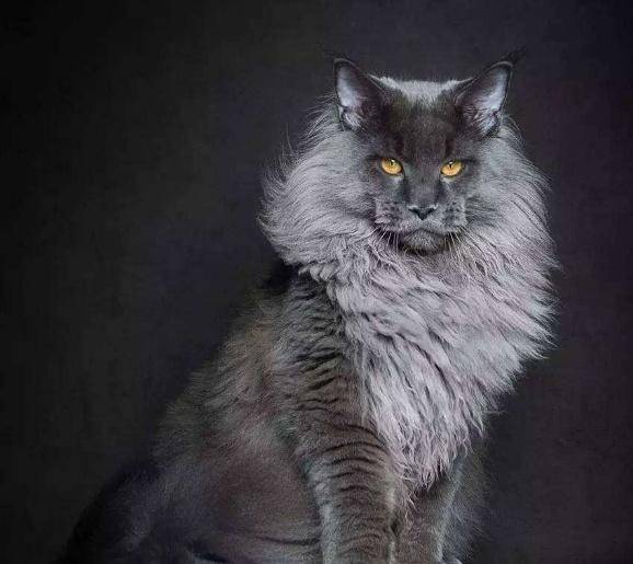 养这几种炫酷无比的猫,我就是朋友圈最无敌的崽!